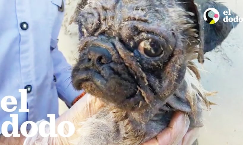 Mujer viaja a otro CONTINENTE para poder salvar este perrito  | El Dodo