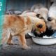 No Hope For Paws Until Woman Rescues 400 Stray Dogs In Russia Before Fifa World Cup! THE DOG SAVIORS