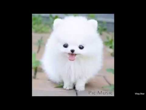 Pictures Of Cute Puppies