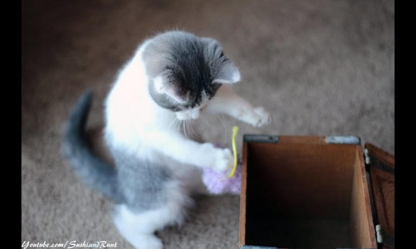 Playful Cute Kitten Sushi Plays with Shoes - Adorable Baby Animals