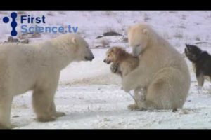 Polar bears and dogs playing