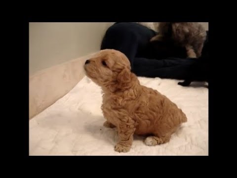 Puppies Crying and Whining Compilation