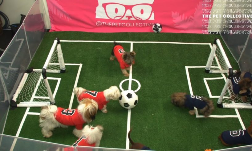 Puppies Play Soccer | Pup Cup 2019