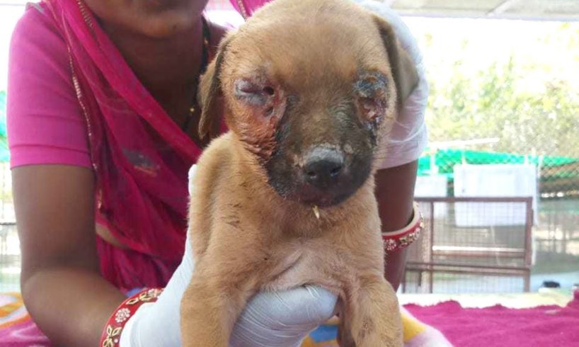 Puppy nearly blinded with maggots in his eyes rescued--watch til end