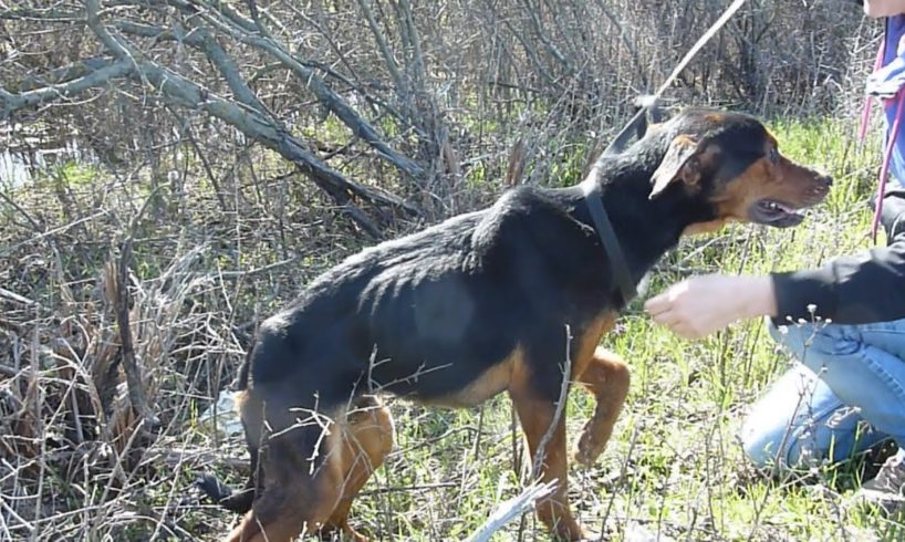 Rescue Of Starving Injured Dog Who Jumped Into My Arms