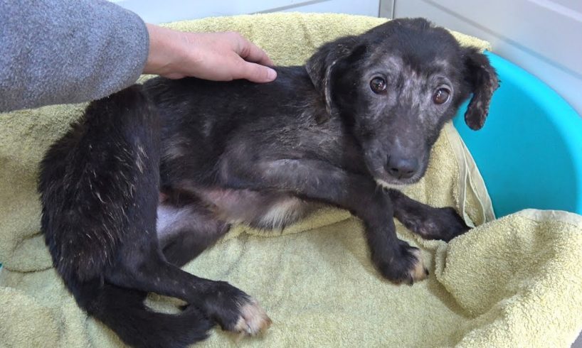 Rescued Puppy Terrified Every Time She's Touched - Until She Discovers Belly Rubs