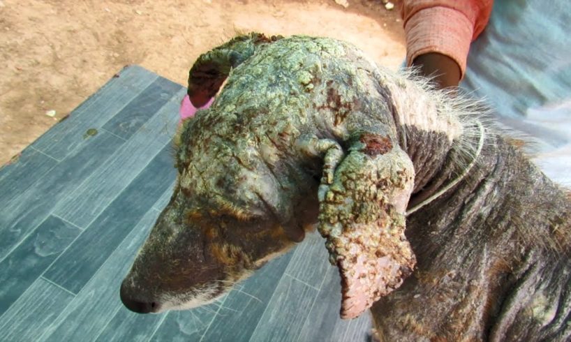 Sad little puppy with mange in need of urgent help rescued