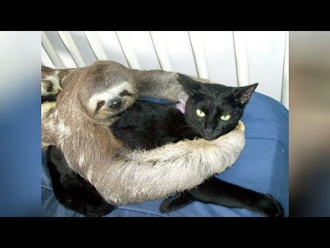 Super WEIRD & CUTE ANIMAL FRIENDSHIPS - I BET you will LAUGH FOR HOURS