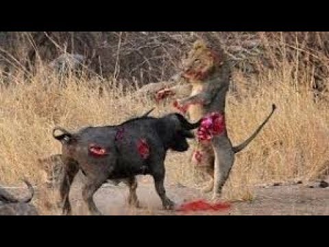 TOP Best Animal Fights,  Wild Animals Fight To The Death (2018)  HD