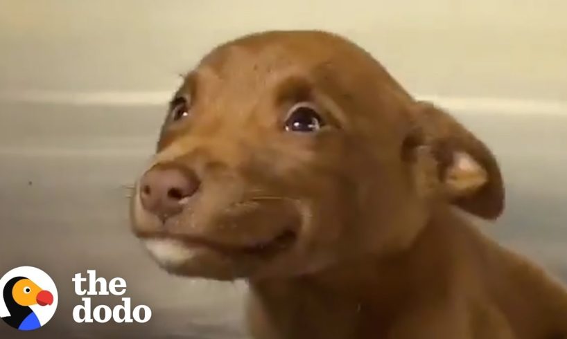 This Adorable Puppy Wouldn’t Stop Smiling in Her Shelter Kennel | The Dodo