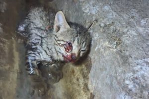 Tiny kitten dying in drain, rescued and...Feisty!