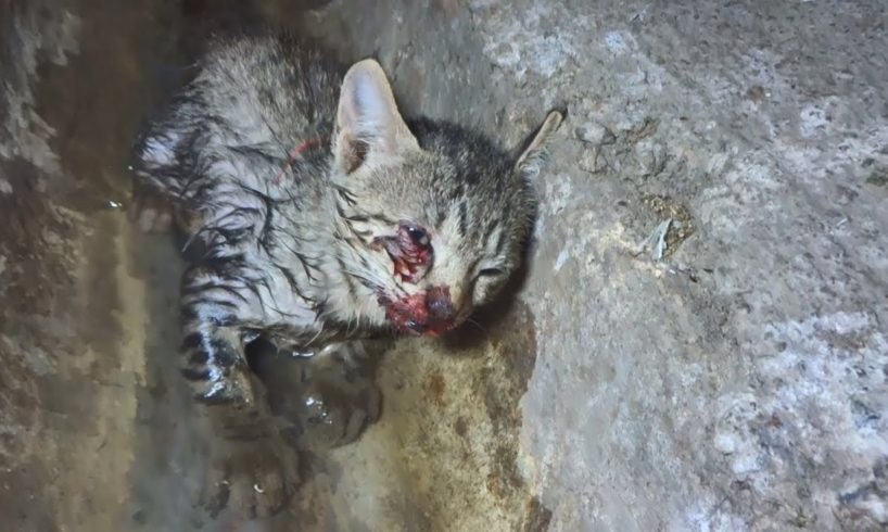 Tiny kitten dying in drain, rescued and...Feisty!