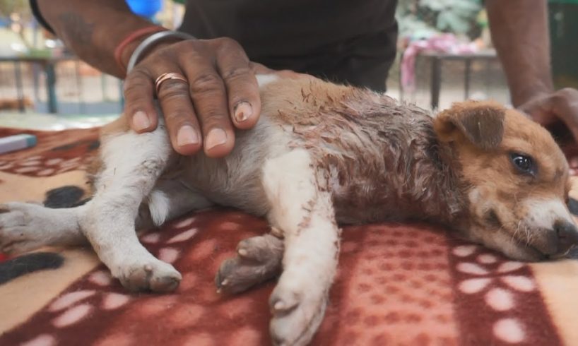 Tiny puppy so badly hurt she couldn't move, saved