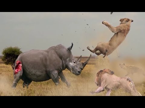 Top 10 Animal fights for territory and hunting in nature