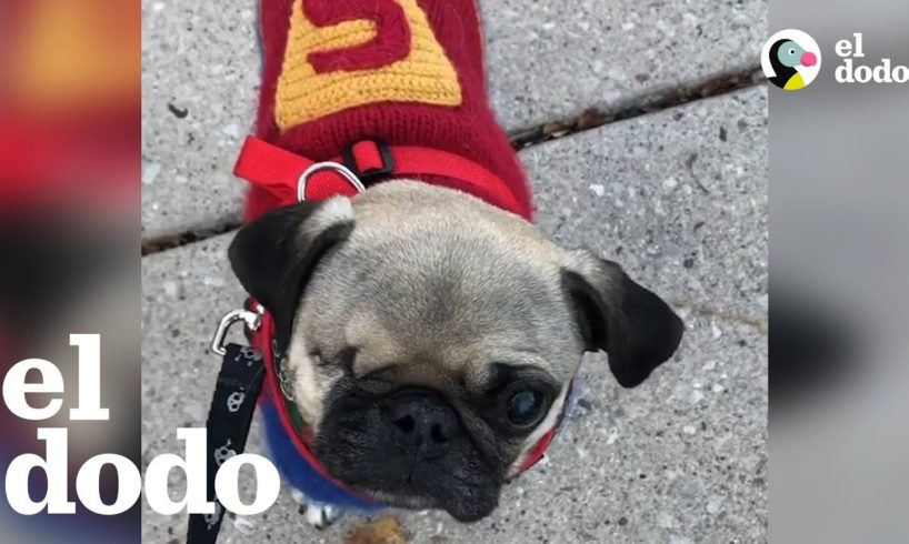 Una comunidad se une para salvar a un pequeño perrito pug | El Dodo