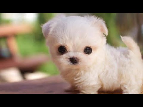 cute puppies 2019