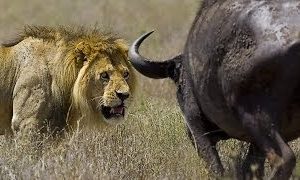 wildlife documentary lion vs buffalo real fight Discovery channel animals Animal planet