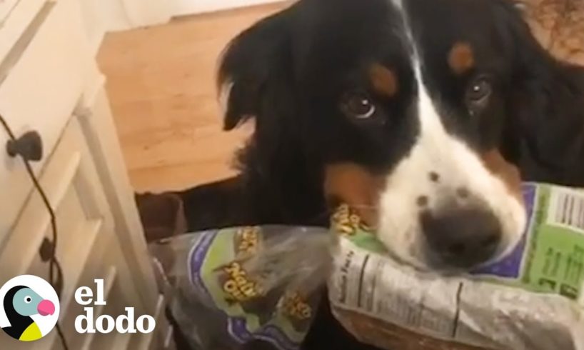 6 perros que cargan regalos cuando se emocionan | El Dodo