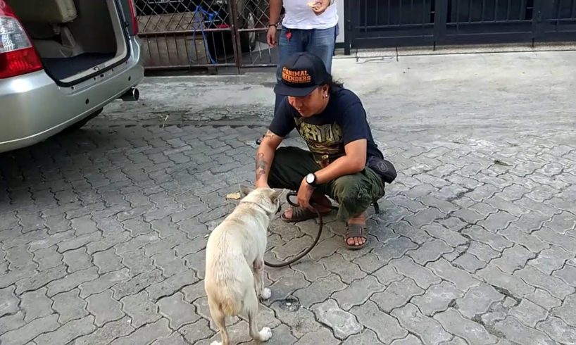 Abandoned dog rescued by Animal Defenders Indonesia