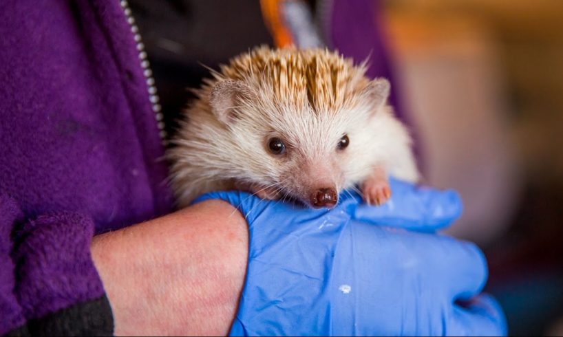 Animal Lover Turns Home Into Hedgehog Hospital