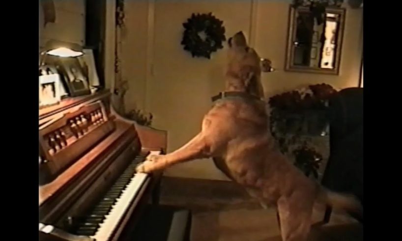 Animal Musical Prodigies - Compilation