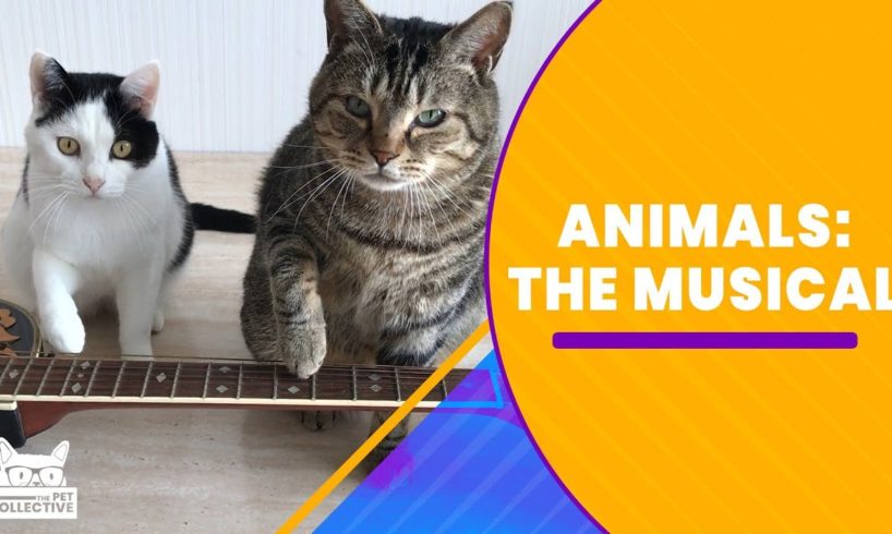 Animals: The Musical | The Pet Collective