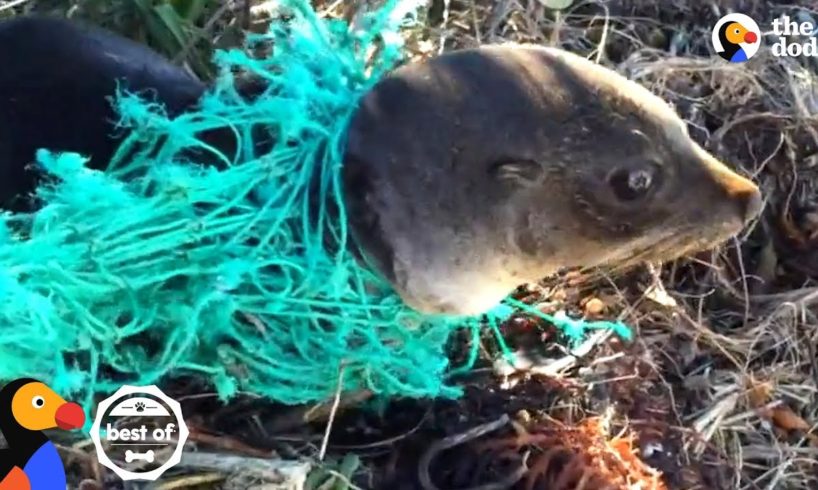 Animals Trapped In Fishing Nets Get Rescued Just In Time | The Dodo