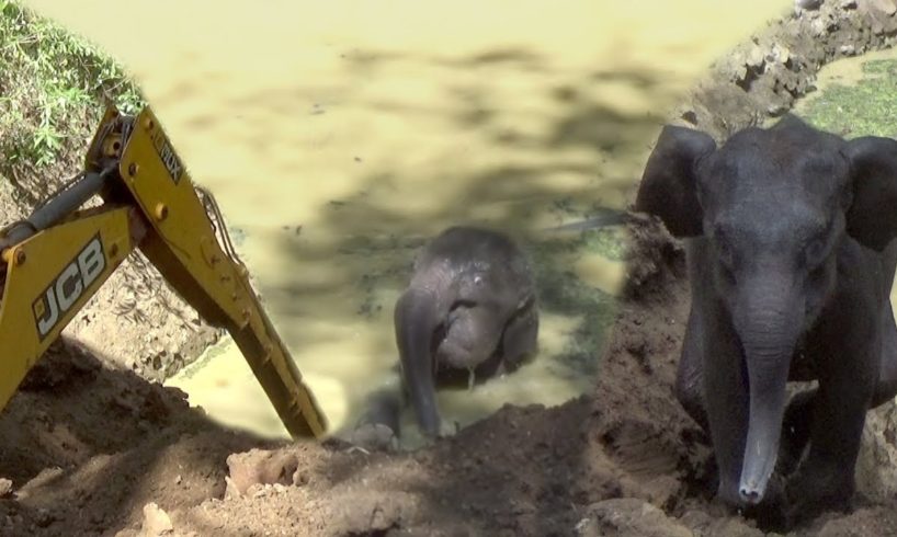 Baby elephant rescued from a well !