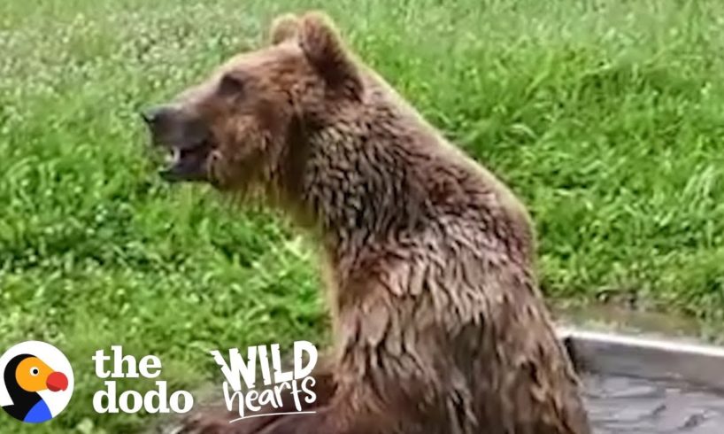 Bear Rescued from Tiny Cage has the Best Reaction to Freedom | The Dodo Wild Hearts