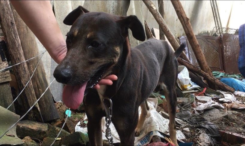 Behind The Neighbor's House ... The Story Saves The Chained Dog And Starved