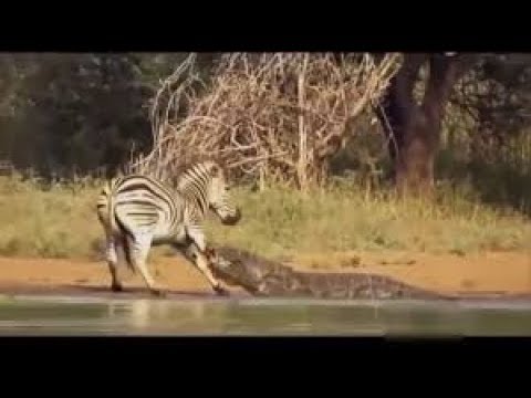 Best Animal Fights HD