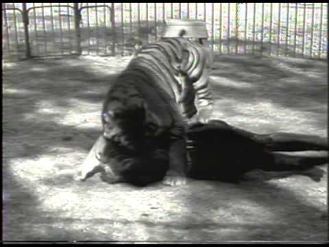 Crazy Girl Fights Tiger (History's Playlist)-Animals