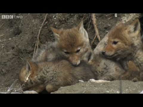 Cute Coyote Pups Emerge From The Den - Natural World: The Last Grizzly Of Paradise Valley - BBC Two