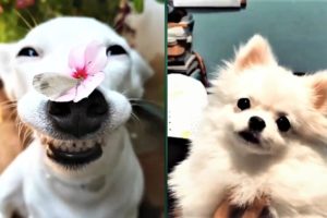 Cute Dogs Playing Moments | Funny Baby Animals Playing Videos 2019