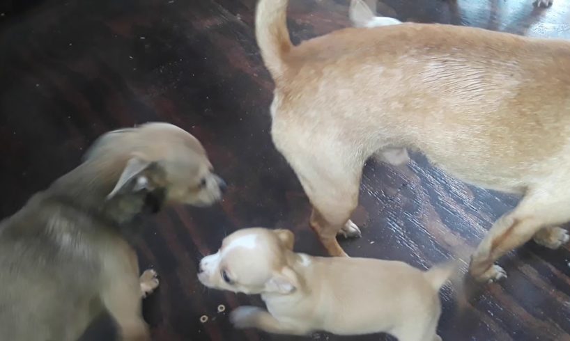 Cute Puppies. 4 generations goofing around.