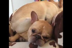 Cutest Puppies Playing Around 2017  Funny Pet Videos