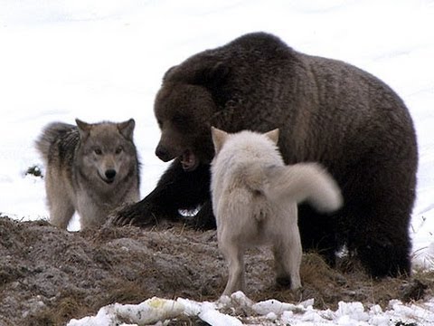 Discovery Channel   Clash  Encounters of Bears vs Wolves   Discovery Wild Documentary 2