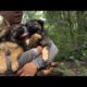 Dog Greatest Rescues.. Follow a stray dog into the forest.. He save three abandoned puppies