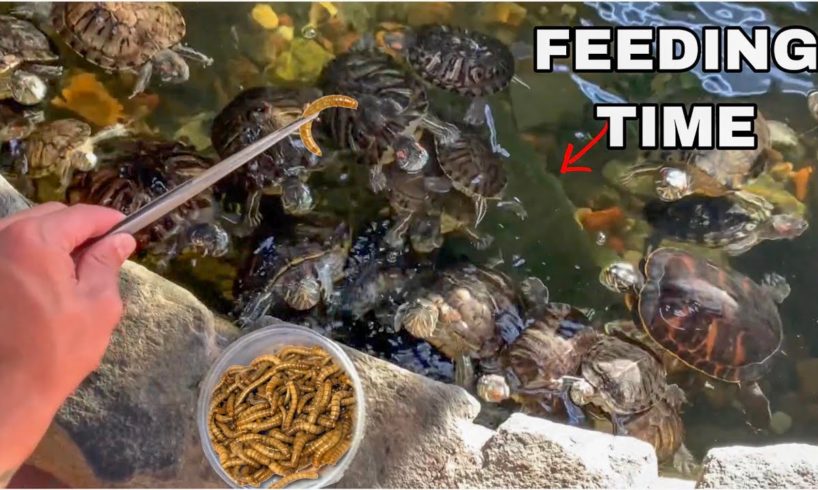 FEEDING HUNDREDS of RESCUED TURTLES!!! *crazy*