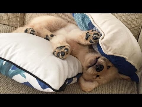 Funniest & Cutest Golden Retriever Puppies #20 - Funny Puppy Videos 2019