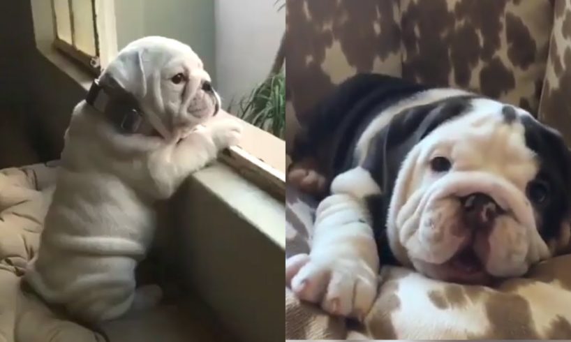 Funny and Cute English Bulldog Puppies Compilation 2019 #1