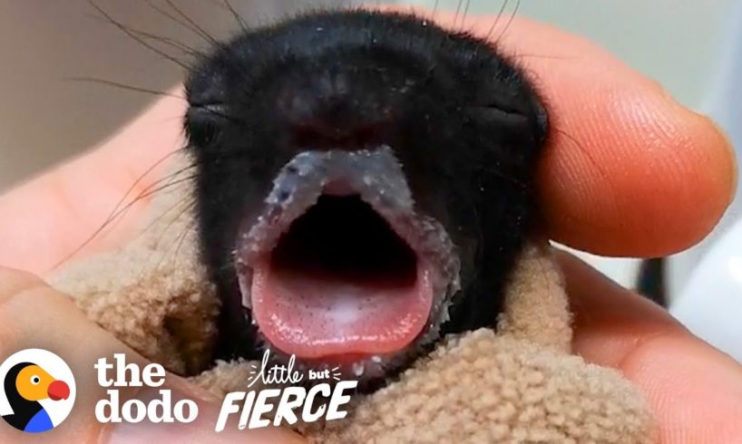 Furless Baby Squirrel Grows Up to be Cute... | The Dodo Little But Fierce