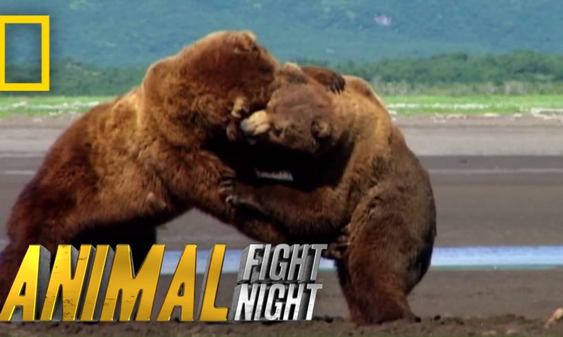 Get Ready For Grappling Grizzlies | Animal Fight Night