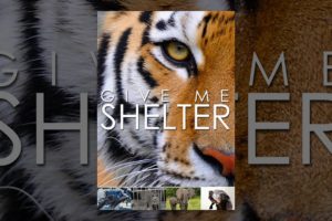 Give Me Shelter