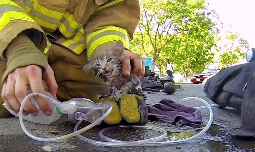 GoPro: Fireman Saves Kitten