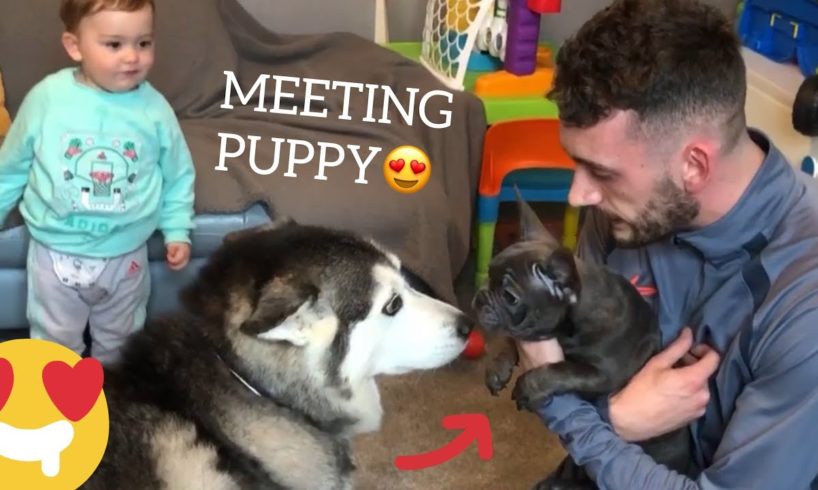 HUSKY MEETS NEW PUPPY!! [THE CUTEST!!!!]