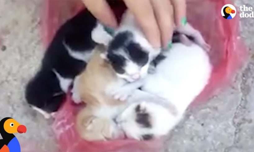 Kittens Abandoned in Trash Rescued Just in Time | The Dodo