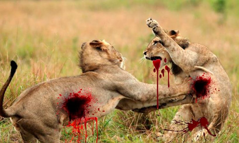 Lions kill lions - Fight to death for territory - Wild animals fights Best Compilation HD