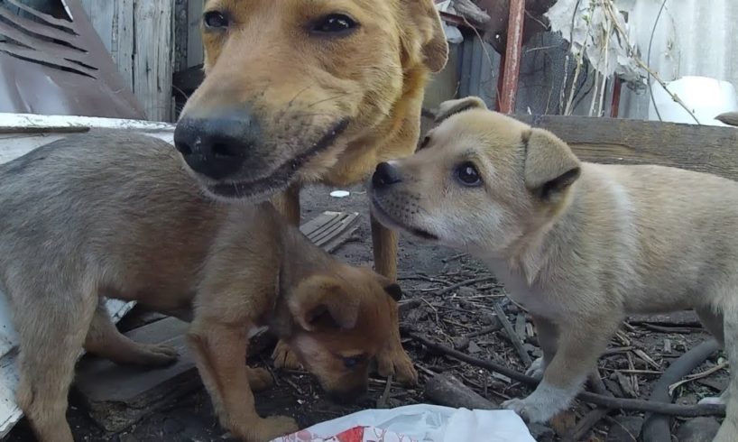 Mom of little puppies smiles at me