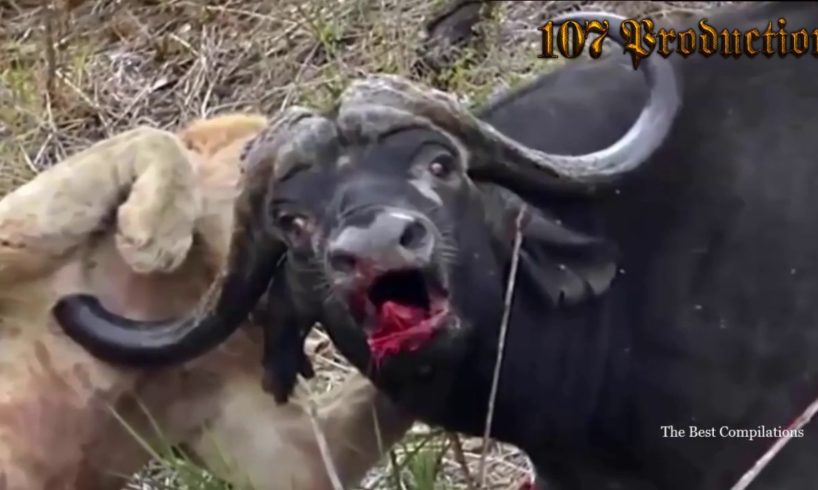 Most Amazing Wild Animal Attacks #14 - Gorilla Fighting, Lion vs Buffalo - CRAZIEST Animal Fights